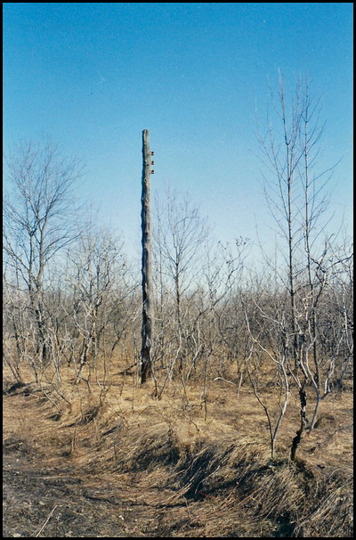 Orillia Speedway 2011, One of the few hydro poles on the property. Courtesy of Yesterday's Speedways